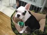 子犬のしつけコース - 松永デイジー