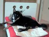 子犬のしつけコース - 篠塚ごんぞう