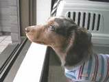 子犬のしつけコース - 臼田クッキー