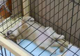 子犬のしつけコース - 高瀬あずき
