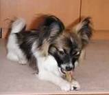 子犬のしつけコース - 小林ルル