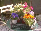 flowers1