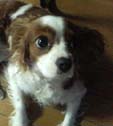 dog2
