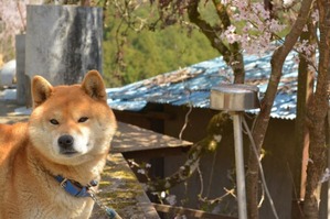 コロ