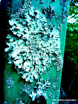 lichen