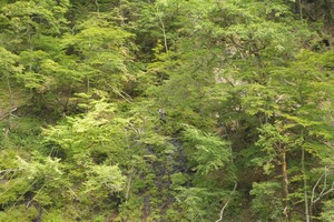 向こうの峪
