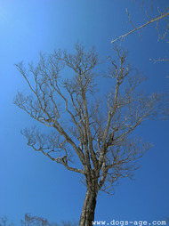 beech