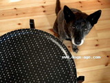 marimekko MUIJA tray