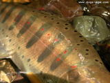 amago