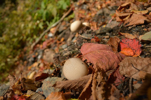 mushroom