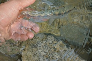 amago