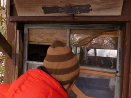 peeping through