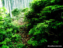 trail