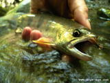 amago