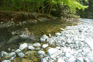 across a stream