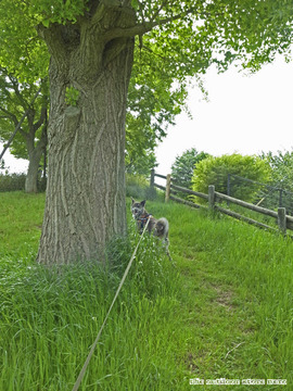 zoe