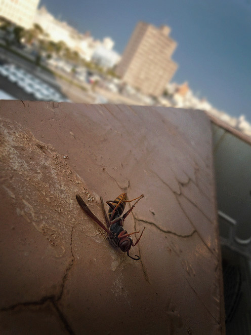 1123_bee_g