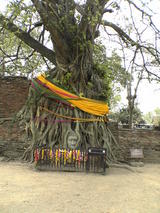pagoda2