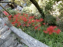 CIMG0010彼岸花