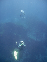 iruka-3