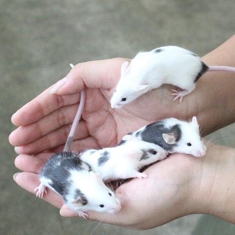 マウス2