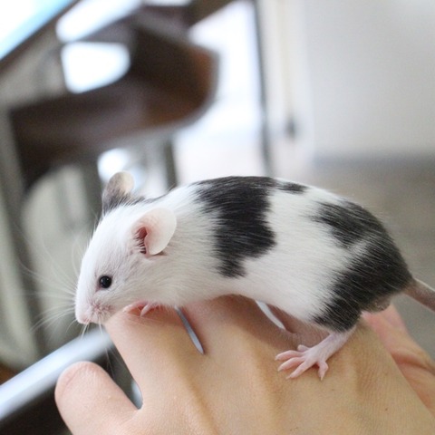 マウス1