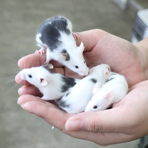 マウス4