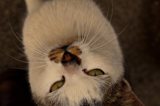 �ޤȤ�ꡣ