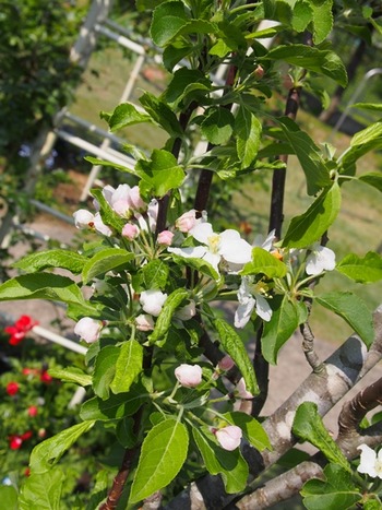 spring6