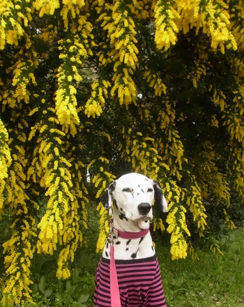 mimoza