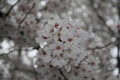 2008桜 015