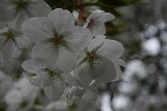 2008桜 005