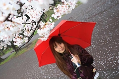 2008桜(るかちゃんと) 022