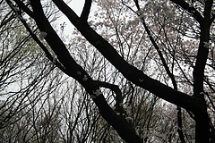 2008桜 013
