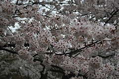 2008桜 020