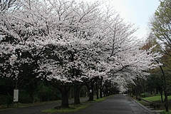 2008桜 023