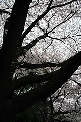 2008桜 032