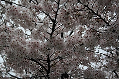 2008桜 027
