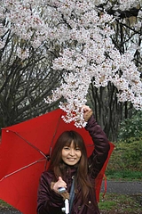2008桜(るかちゃんと) 017