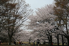 2008桜 003