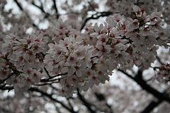 2008桜 029