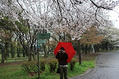 2008桜(るかちゃんと) 033