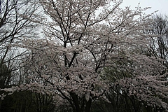 2008桜 006