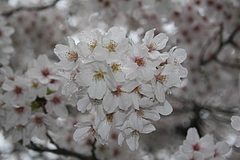 2008桜 016