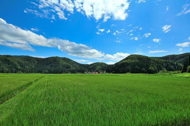 緑の農地