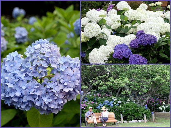 保和苑の紫陽花