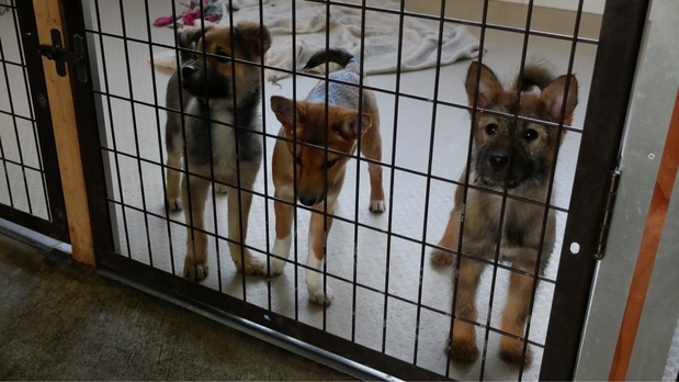 シェルターに収容された犬