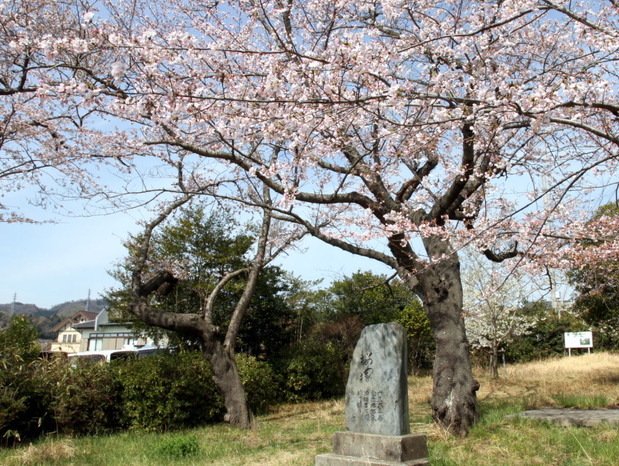 日立市諏訪台の桜塚