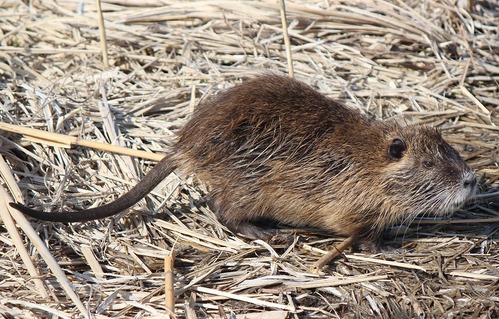 1280px-Myocastor_coypus_walking