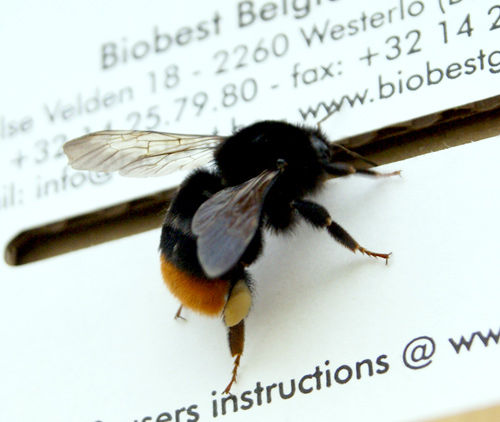 Deee196